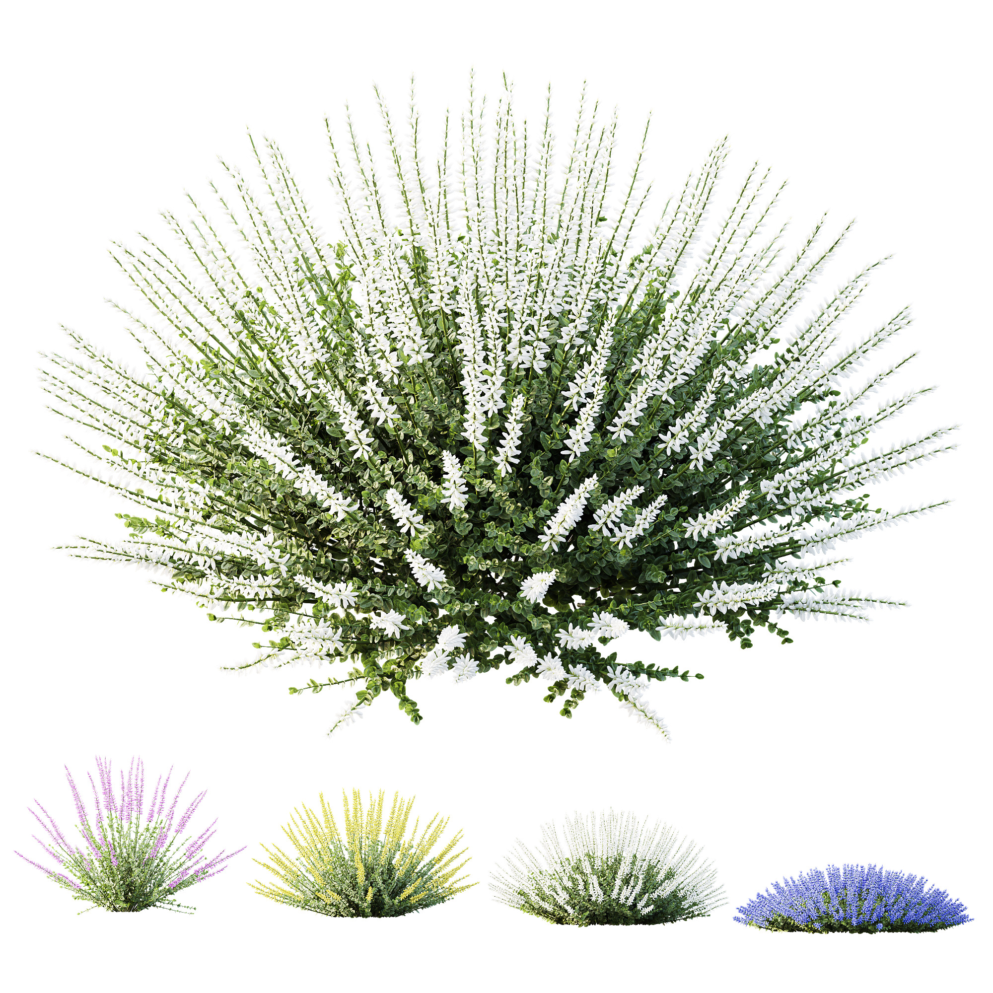 AV Plant Calluna Vulgaris Helena Summer Broom Girls01 3D model_4