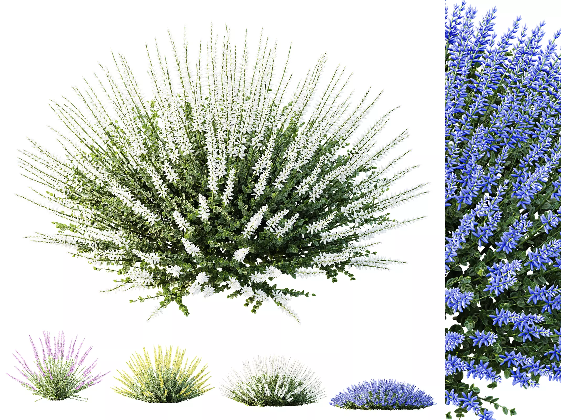 AV Plant Calluna Vulgaris Helena Summer Broom Girls01 3D model_0