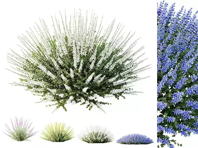AV Plant Calluna Vulgaris Helena Summer Broom Girls01 3D model