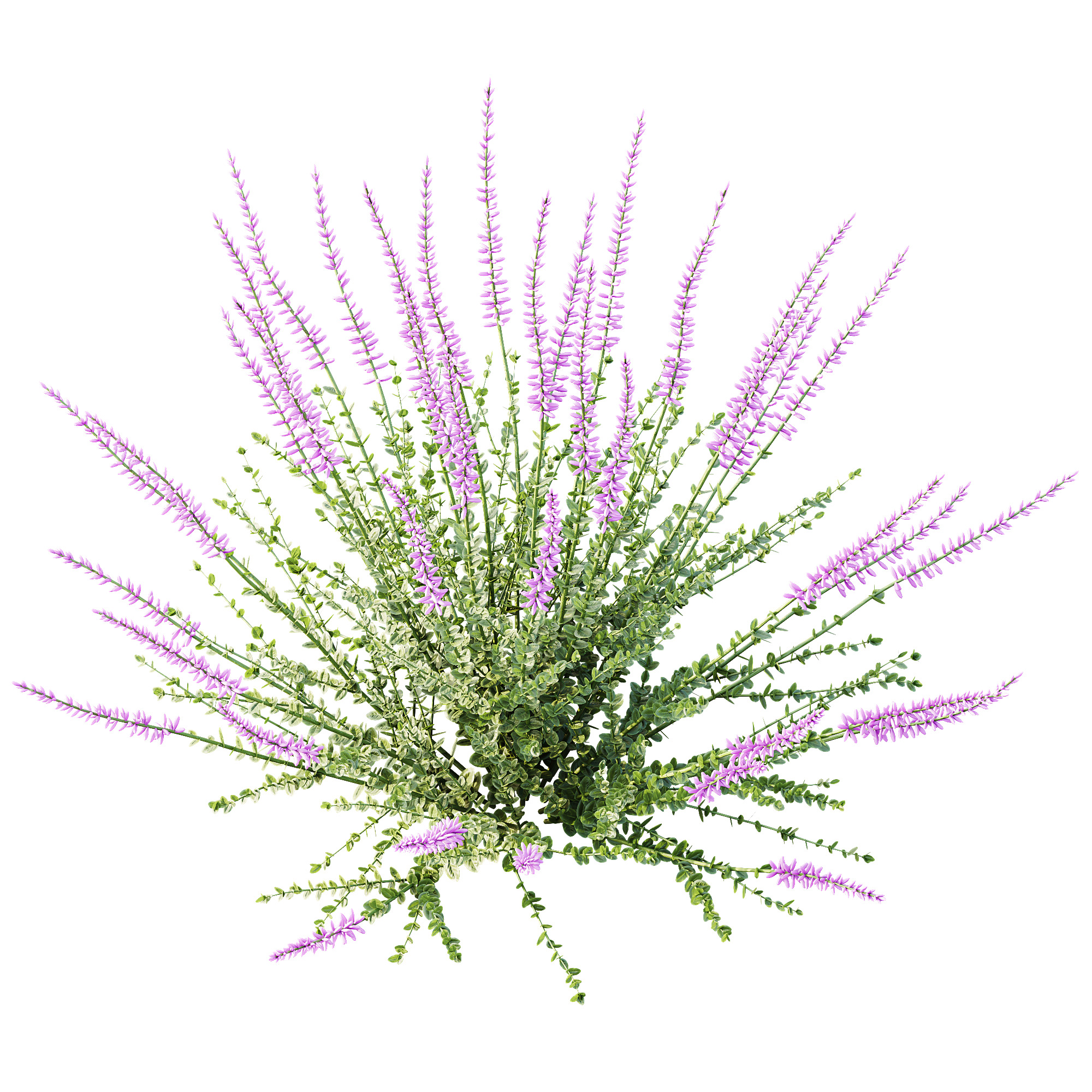 AV Plant Calluna Vulgaris Helena Summer Broom Girls01 3D model_2