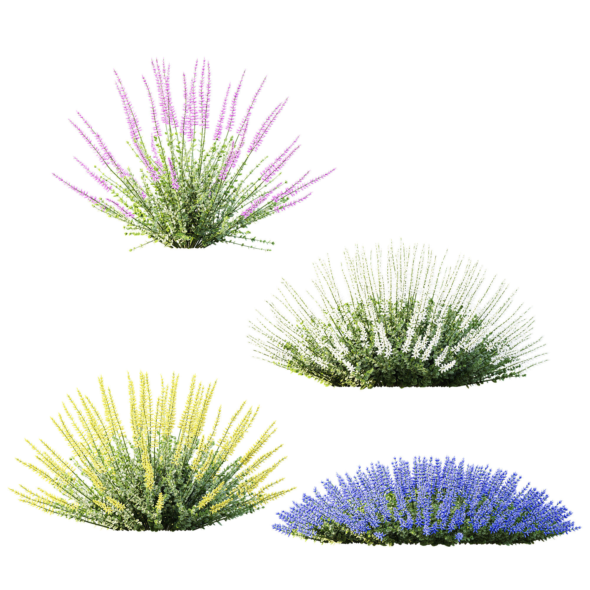 AV Plant Calluna Vulgaris Helena Summer Broom Girls01 3D model_3