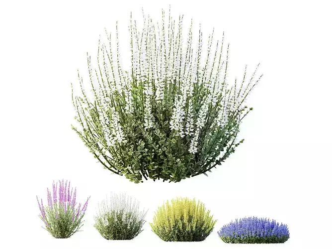 AV Plant Calluna Vulgaris Helena Summer Broom Girls02 3D model