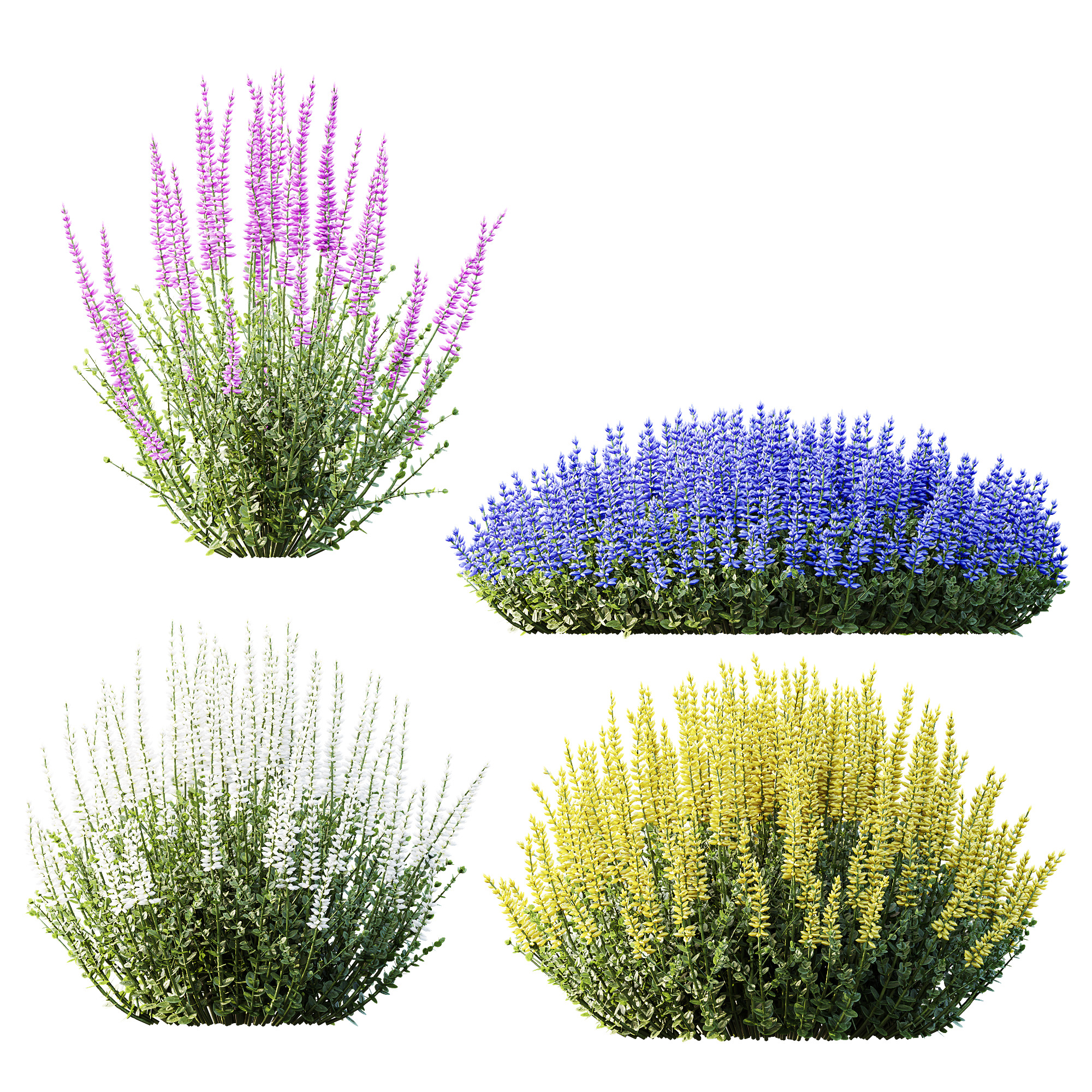 AV Plant Calluna Vulgaris Helena Summer Broom Girls02 3D model_2