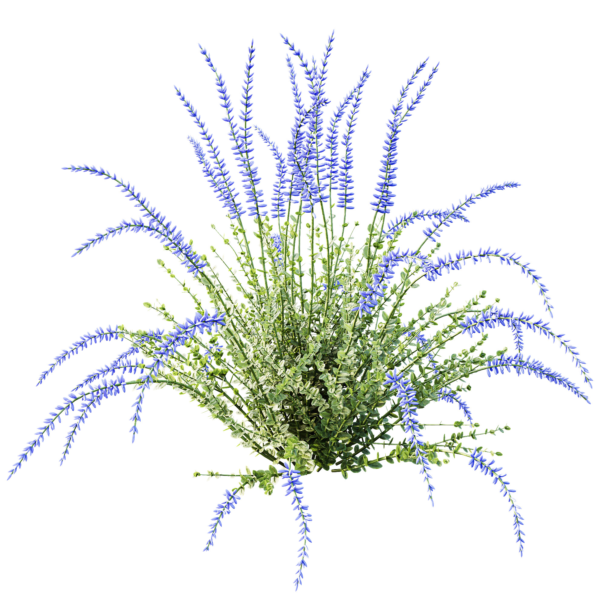 AV Plant Calluna Vulgaris Helena Summer Broom Girls03 3D model_1