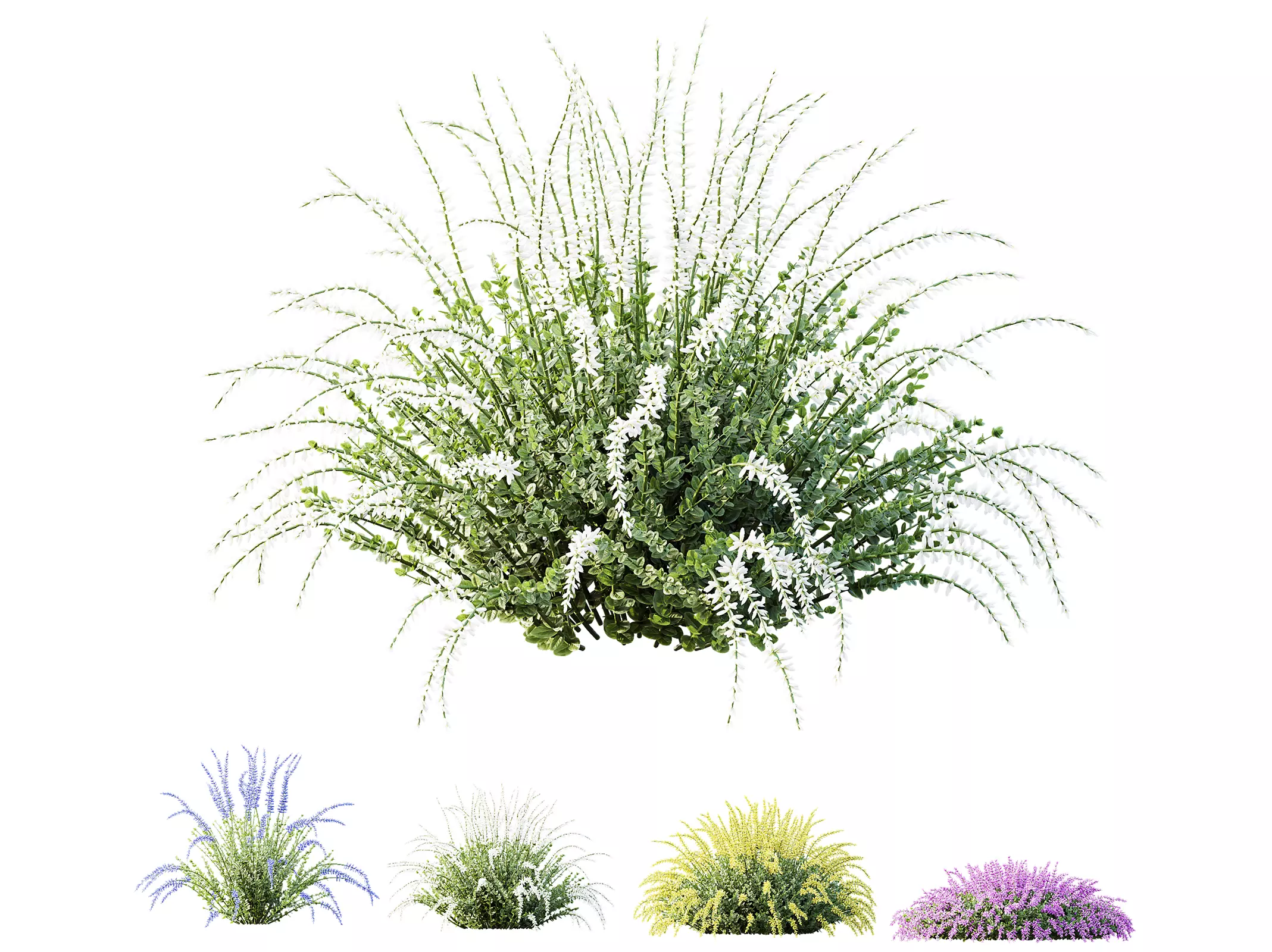 AV Plant Calluna Vulgaris Helena Summer Broom Girls03 3D model_0