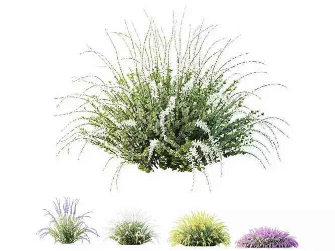 AV Plant Calluna Vulgaris Helena Summer Broom Girls03 3D model