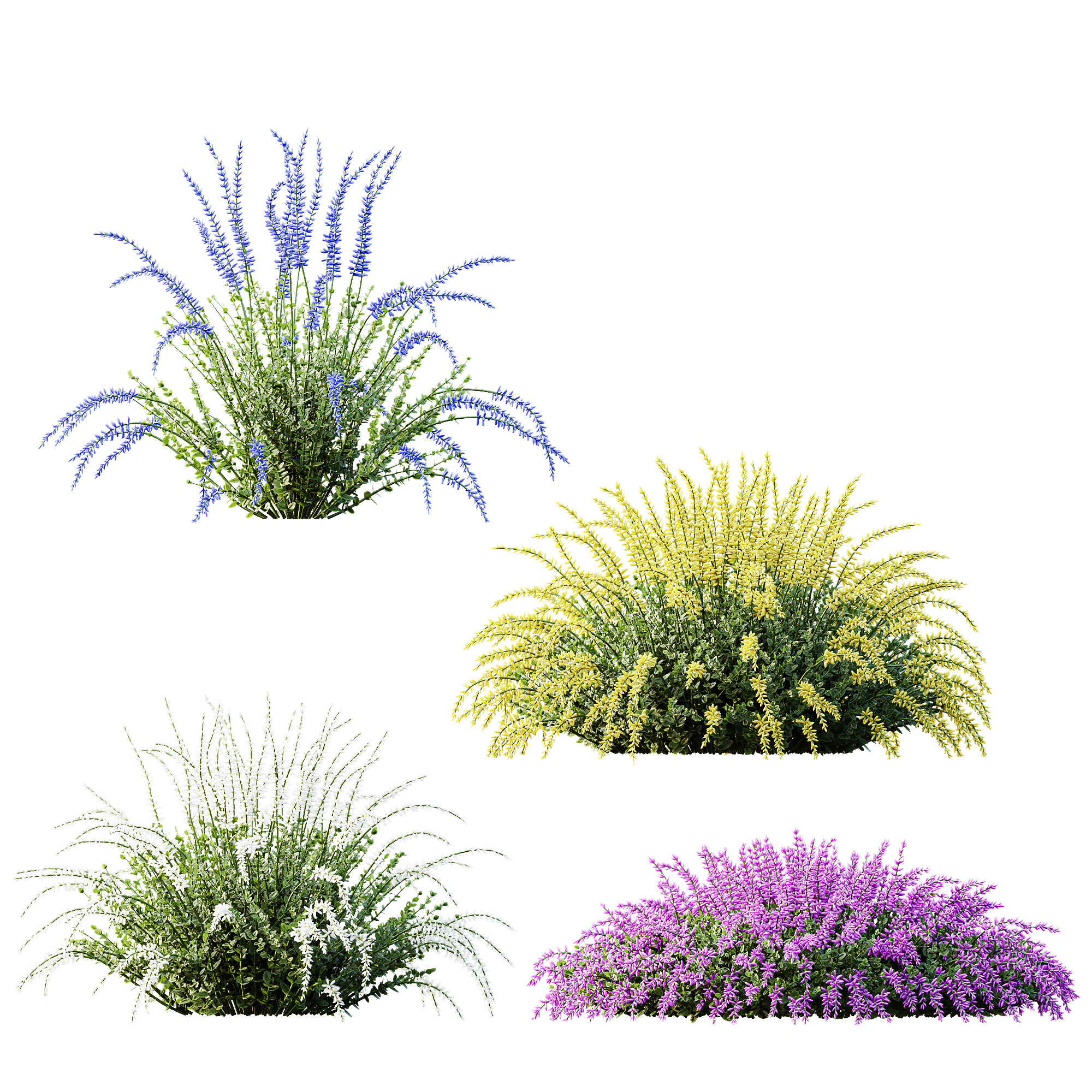 AV Plant Calluna Vulgaris Helena Summer Broom Girls03 3D model_2