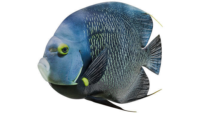 Angel Fish 3D model