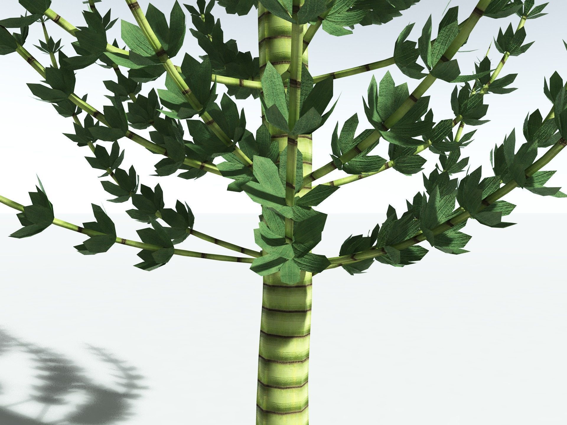 EVERYPlant Calamites Undulatus LowPoly Low-poly 3D model_21