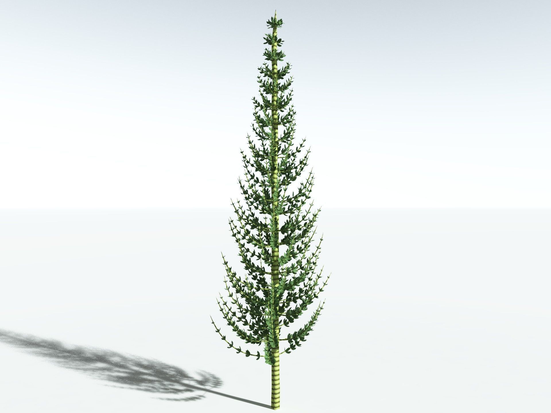 EVERYPlant Calamites Undulatus LowPoly Low-poly 3D model_4