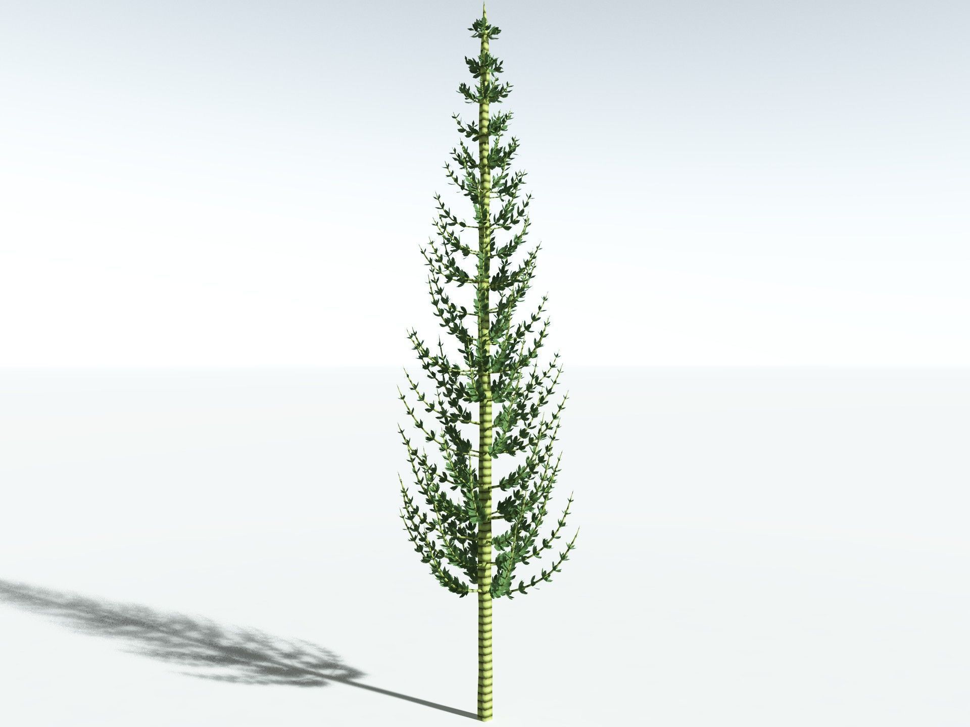 EVERYPlant Calamites Undulatus LowPoly Low-poly 3D model_8