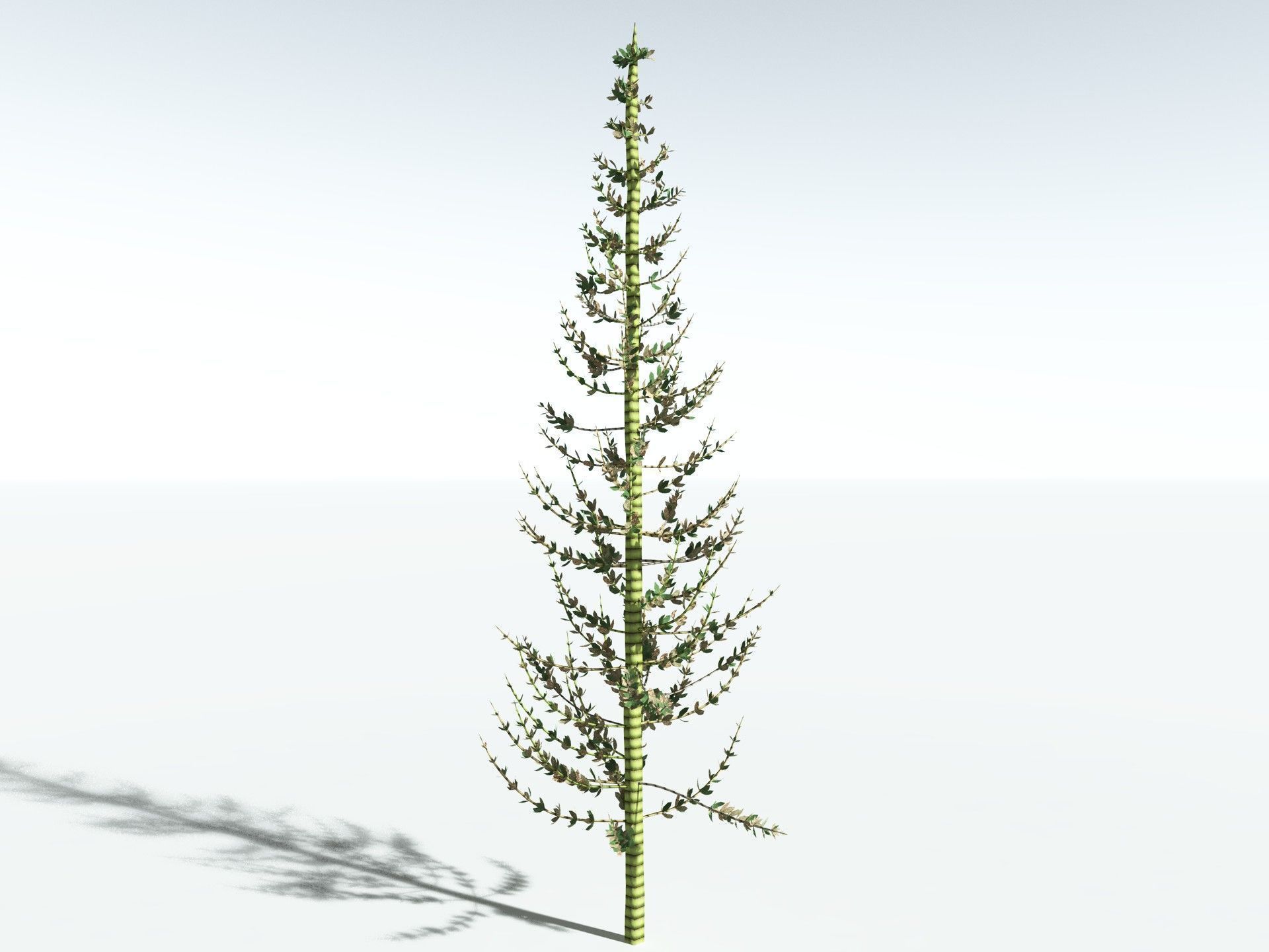 EVERYPlant Calamites Undulatus LowPoly Low-poly 3D model_14