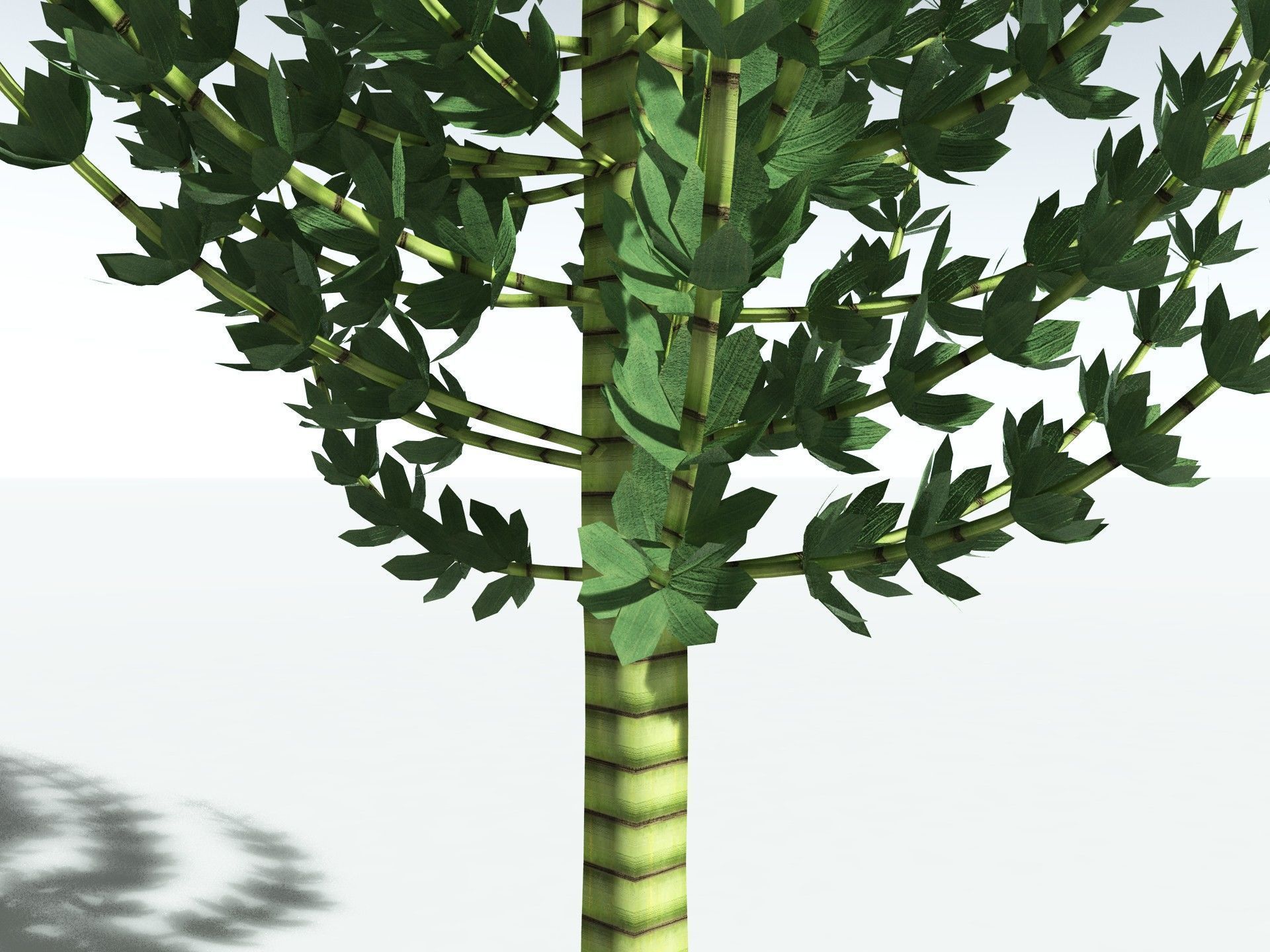 EVERYPlant Calamites Undulatus LowPoly Low-poly 3D model_7