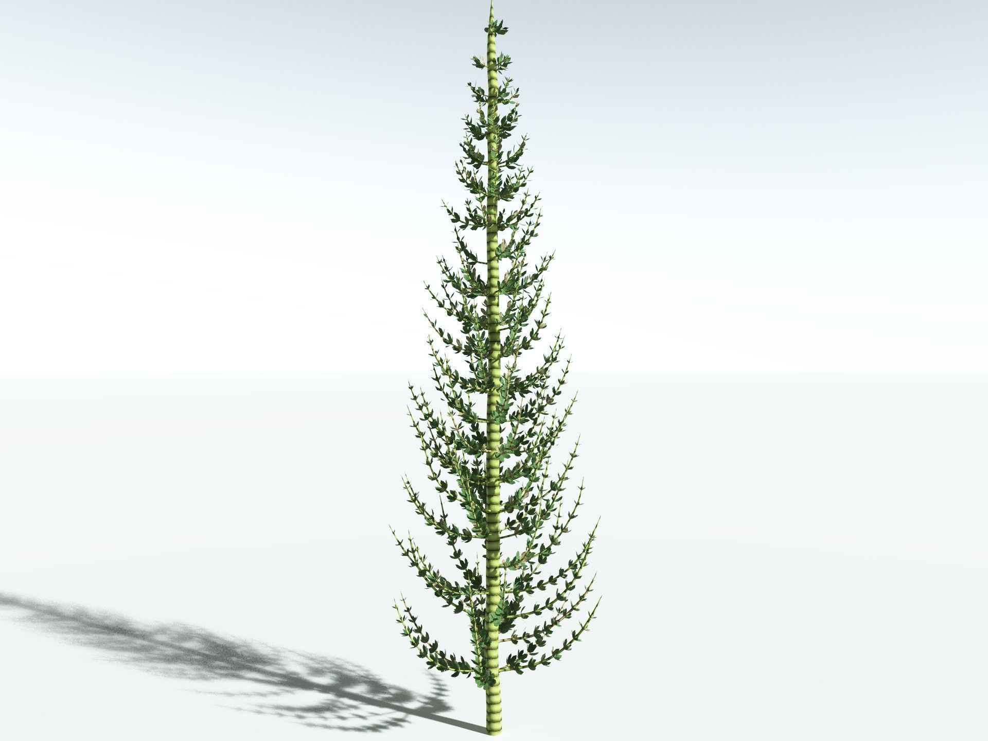 EVERYPlant Calamites Undulatus LowPoly Low-poly 3D model_12