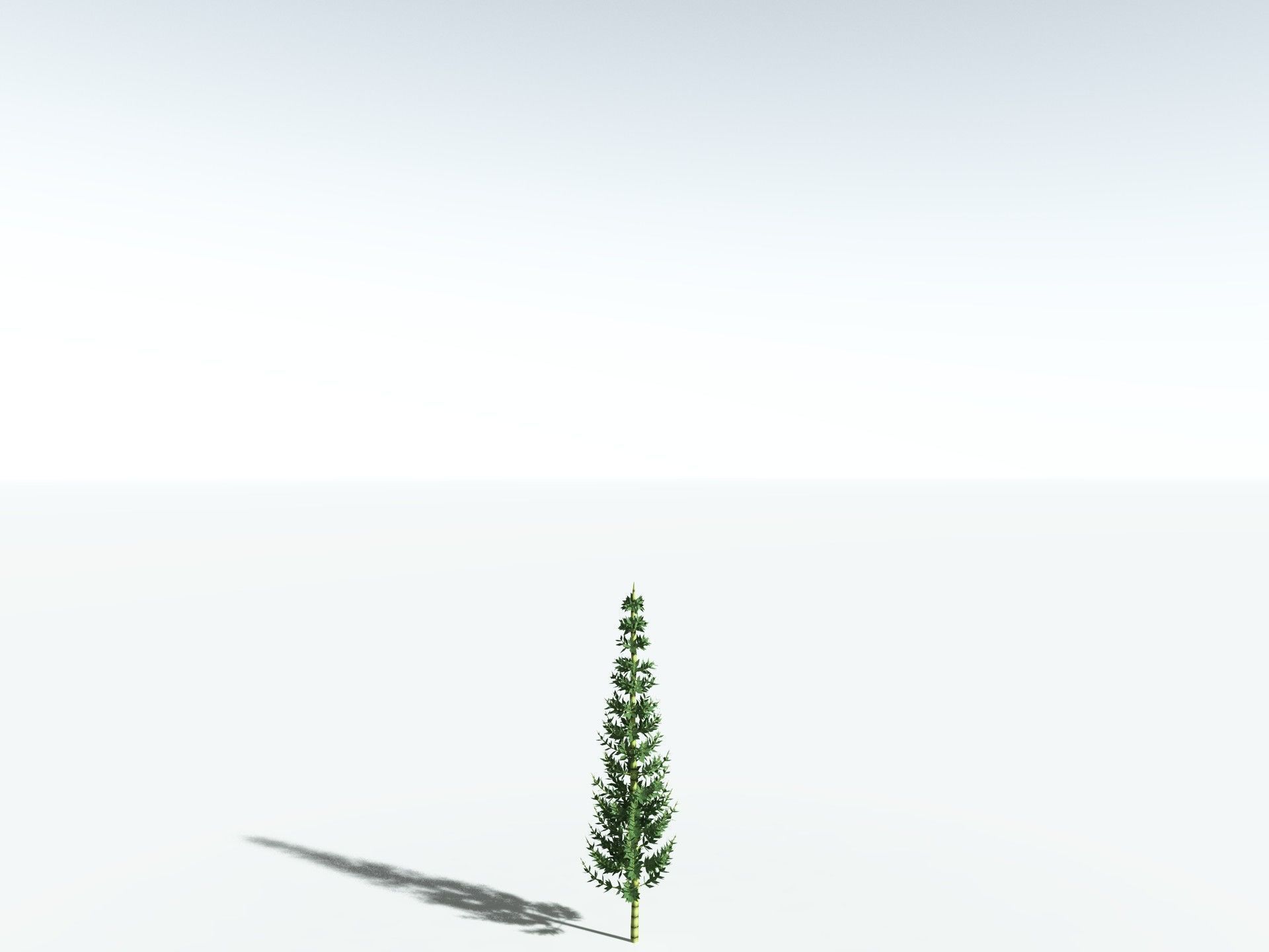 EVERYPlant Calamites Undulatus LowPoly Low-poly 3D model_24