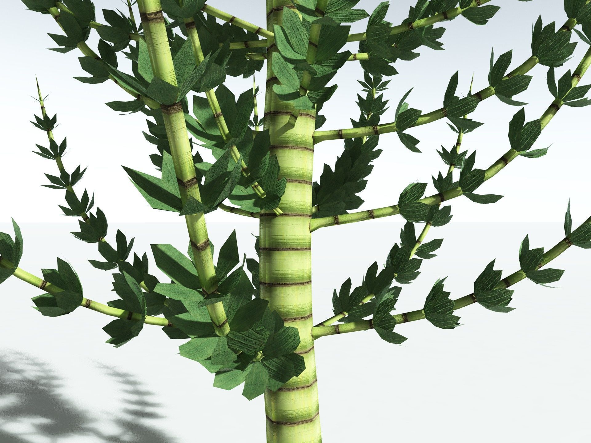 EVERYPlant Calamites Undulatus LowPoly Low-poly 3D model_3