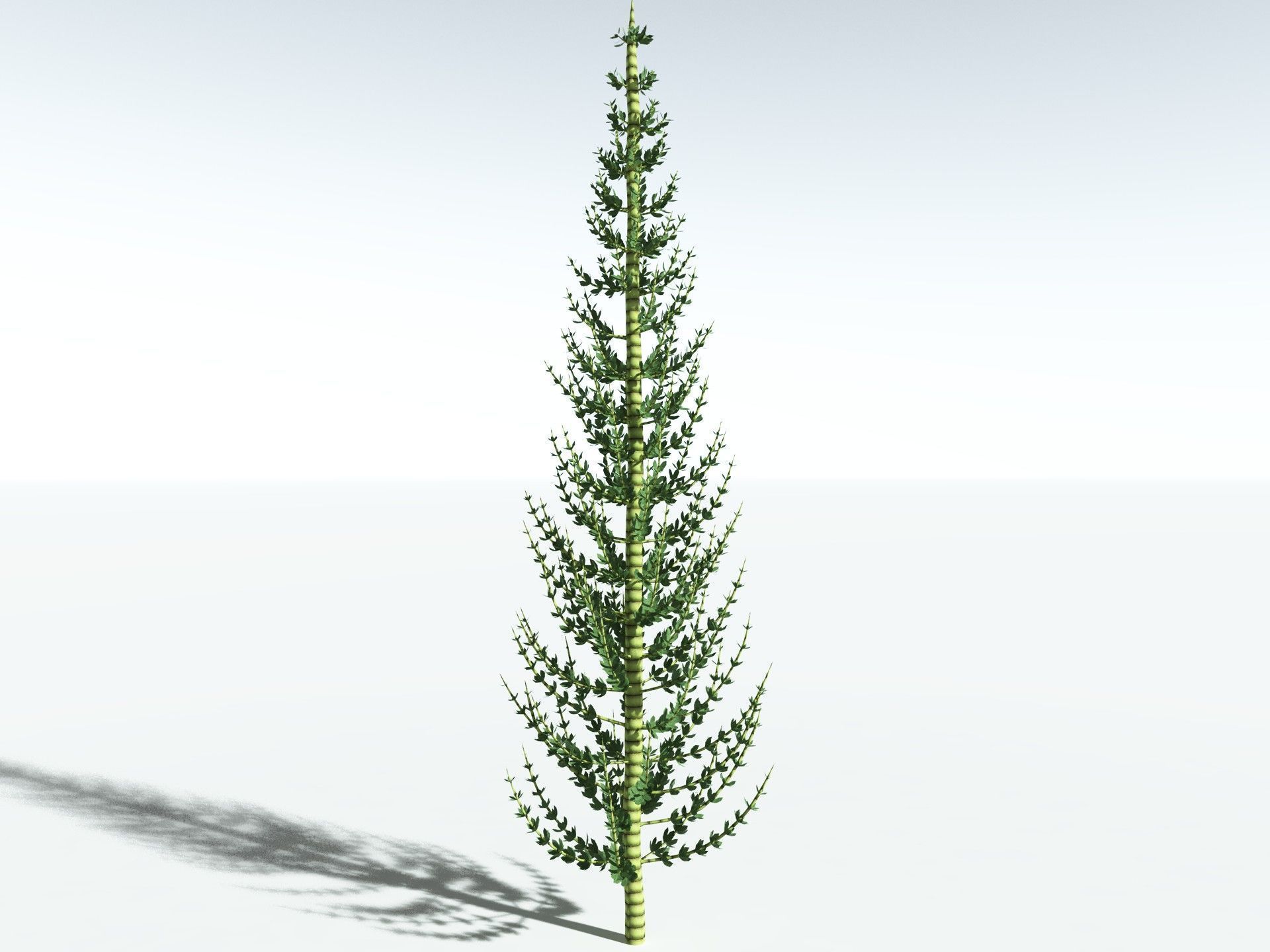 EVERYPlant Calamites Undulatus LowPoly Low-poly 3D model_2