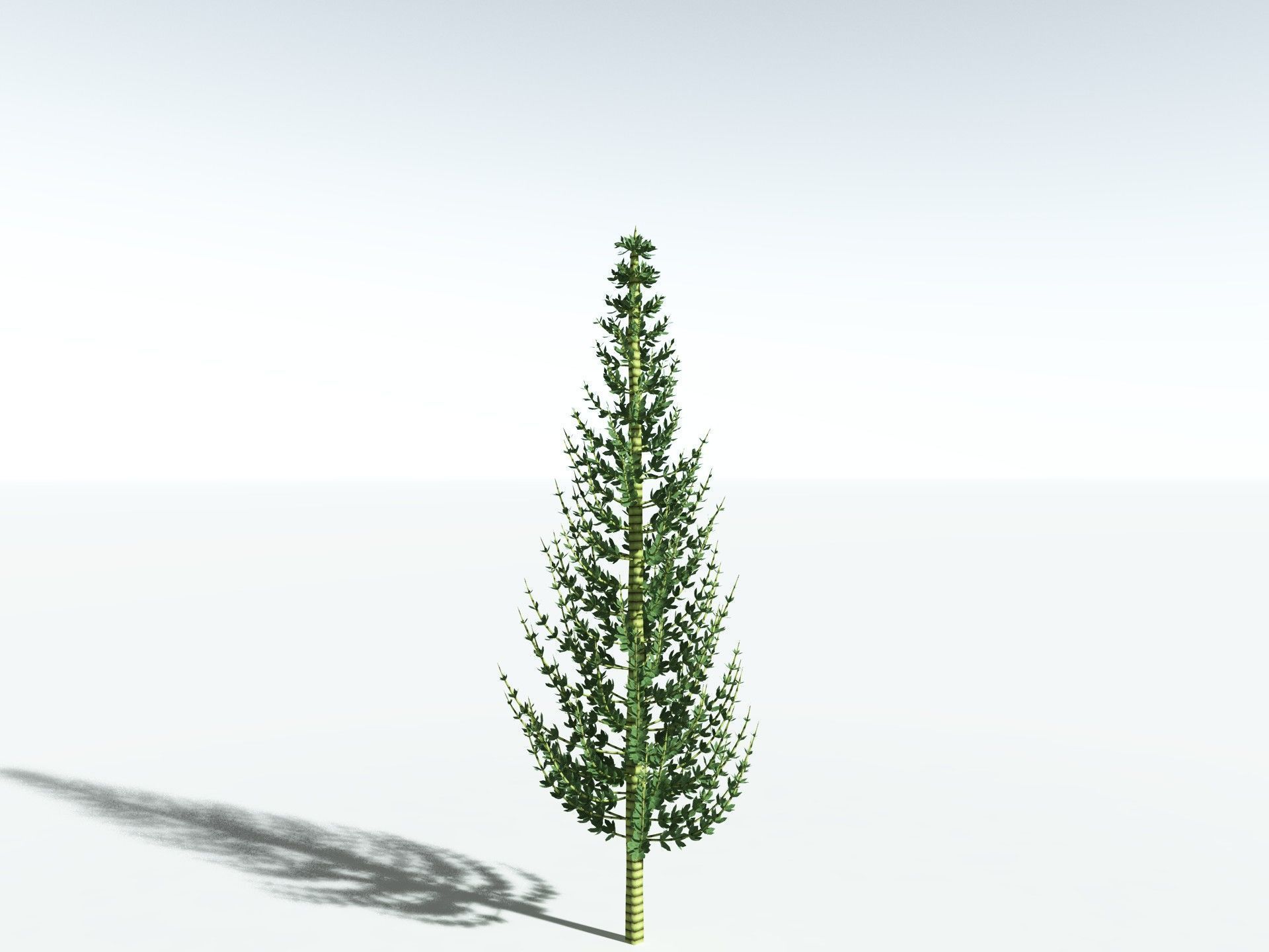 EVERYPlant Calamites Undulatus LowPoly Low-poly 3D model_6