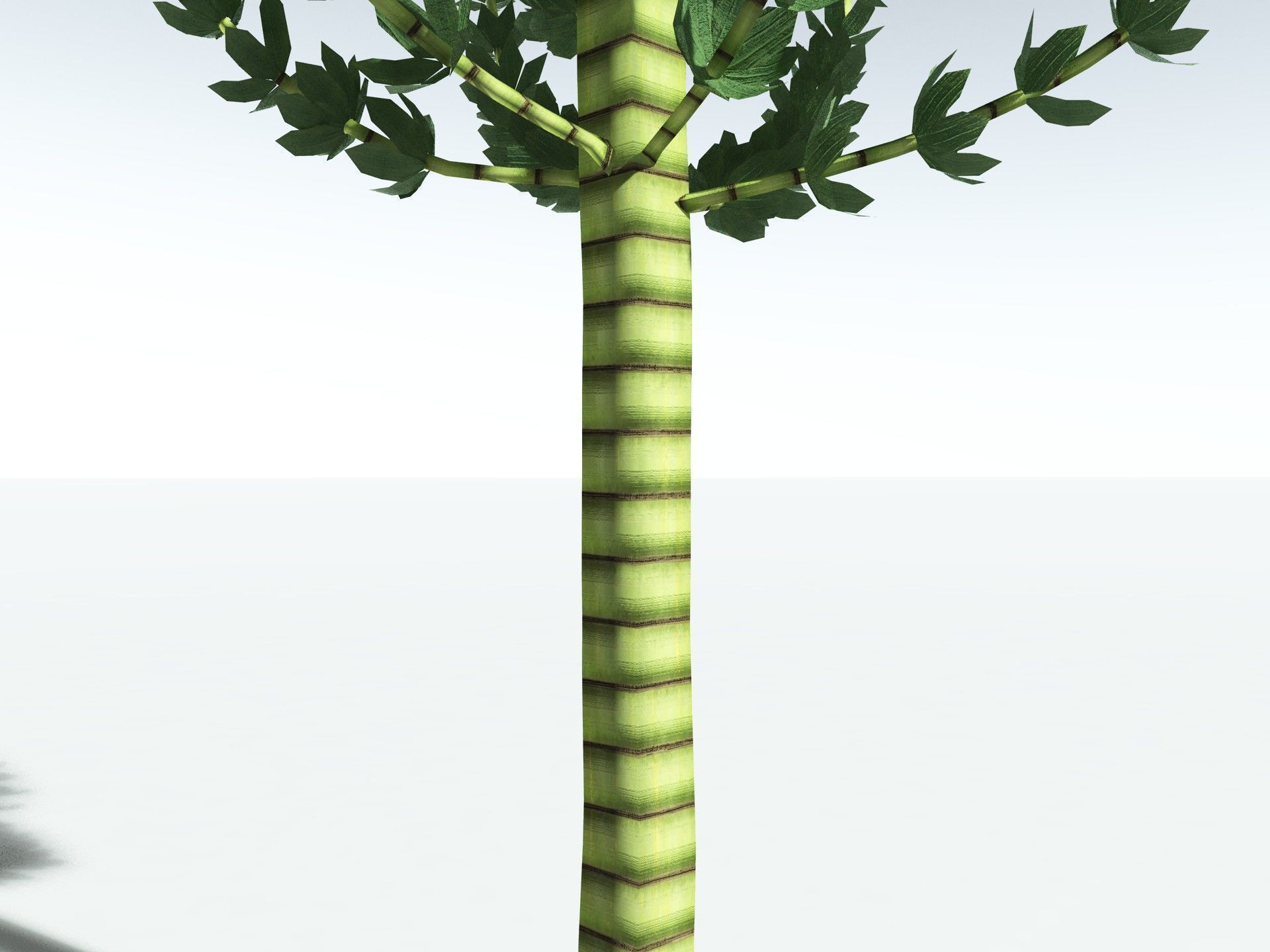 EVERYPlant Calamites Undulatus LowPoly Low-poly 3D model_9