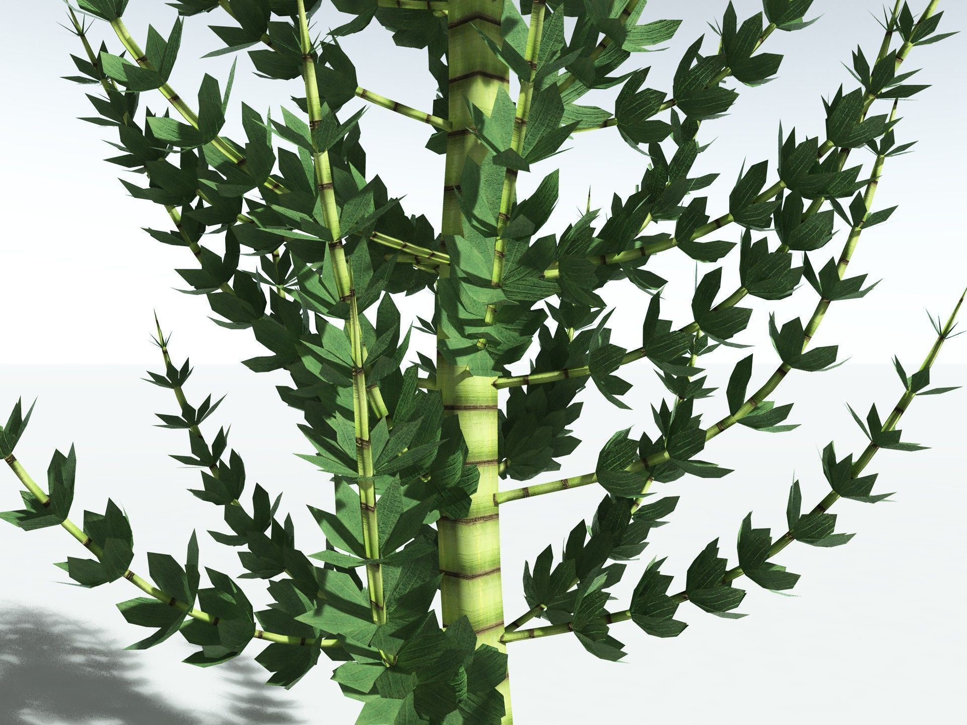 EVERYPlant Calamites Undulatus LowPoly Low-poly 3D model_23