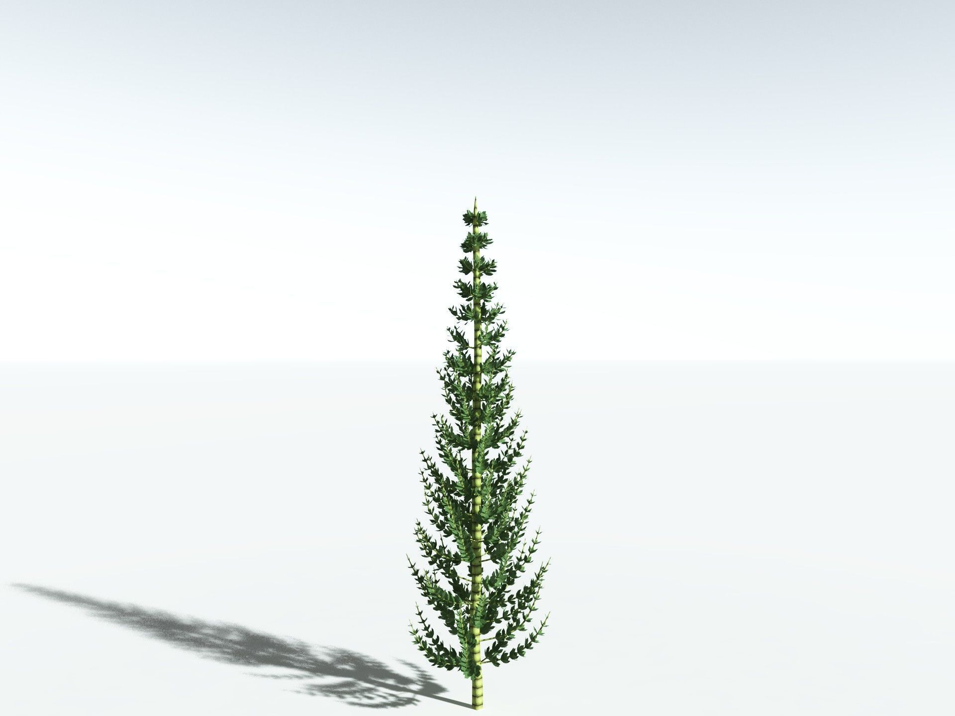 EVERYPlant Calamites Undulatus LowPoly Low-poly 3D model_22