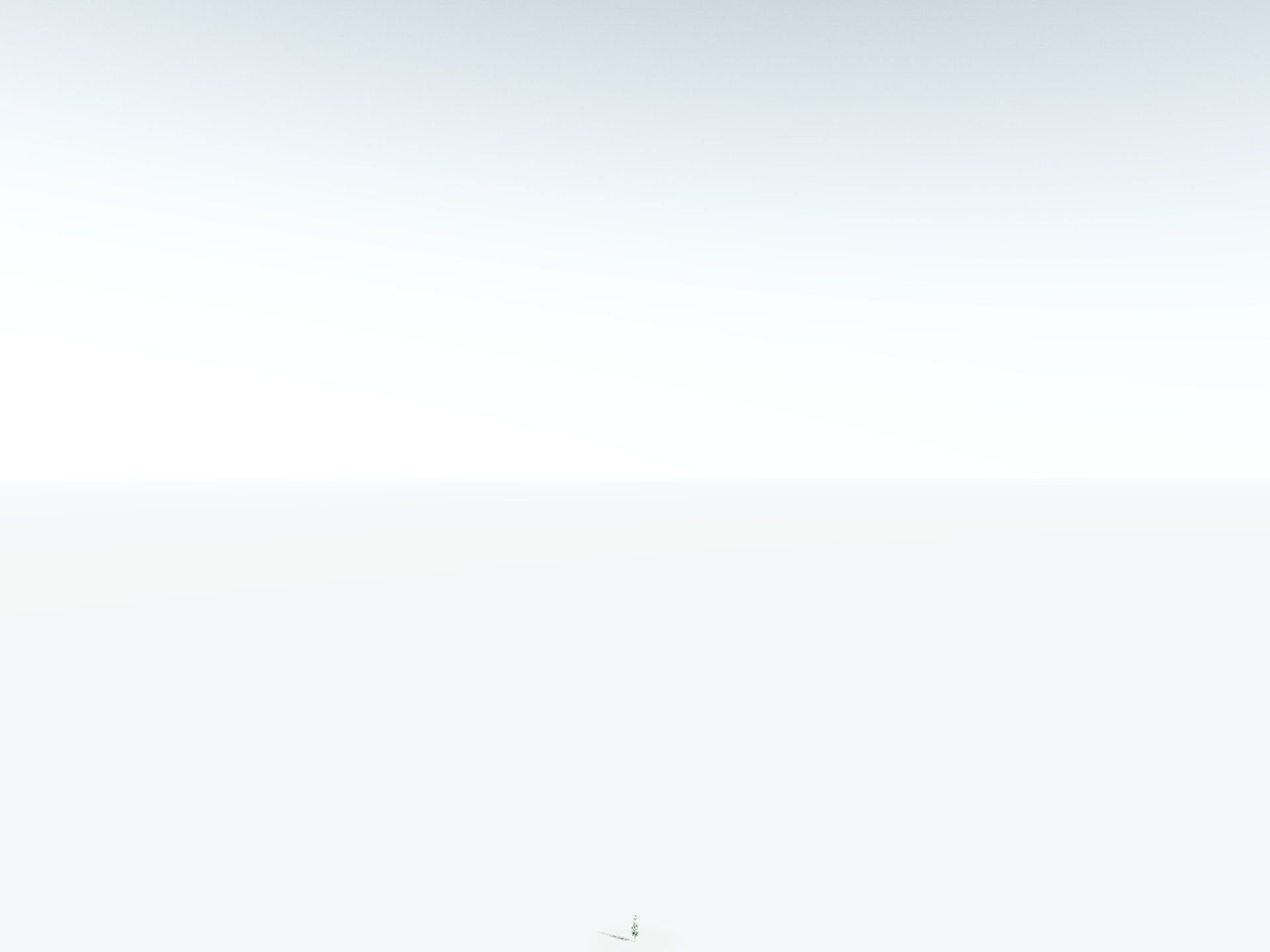 EVERYPlant Calamites Undulatus LowPoly Low-poly 3D model_28