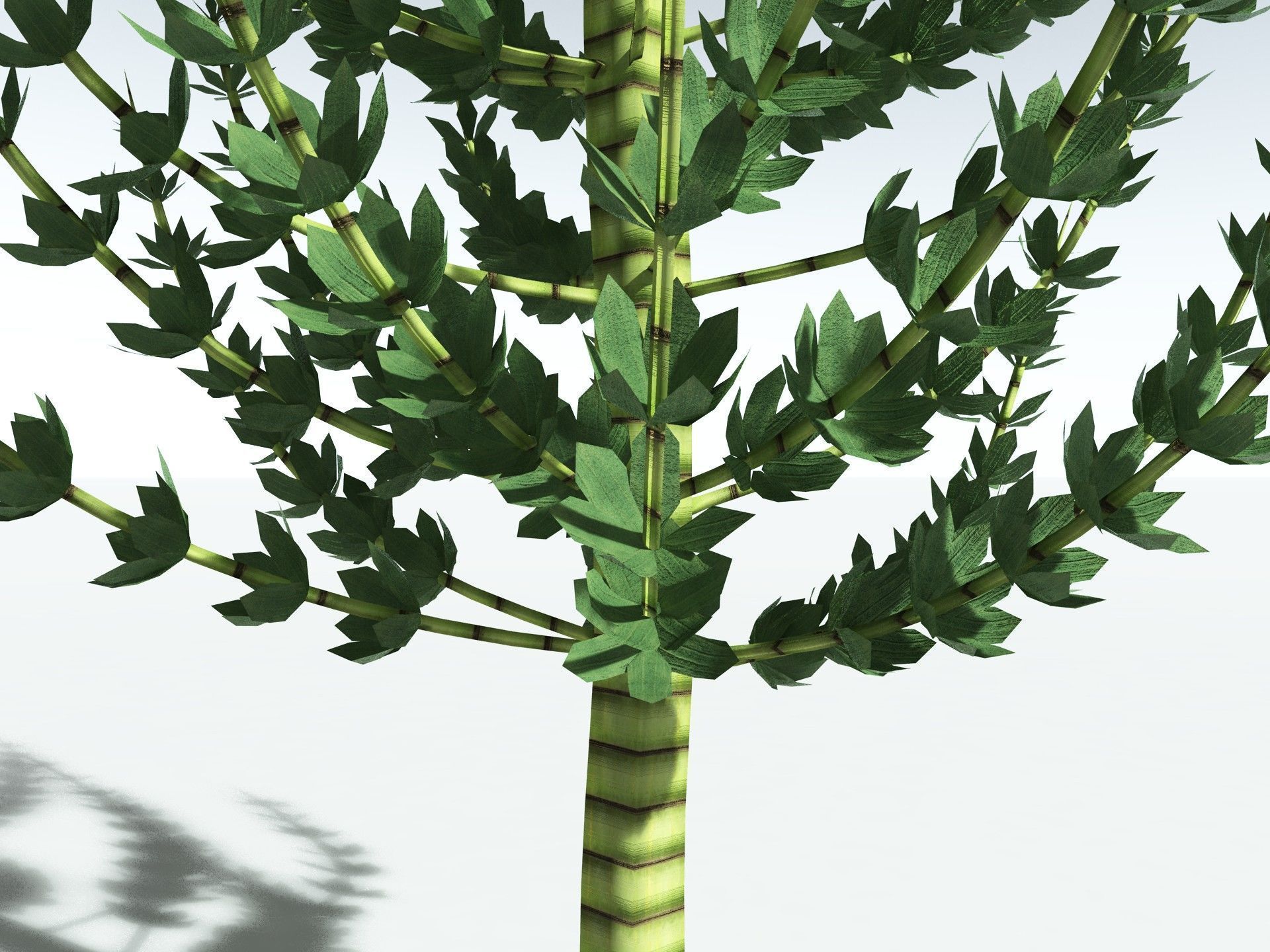 EVERYPlant Calamites Undulatus LowPoly Low-poly 3D model_1