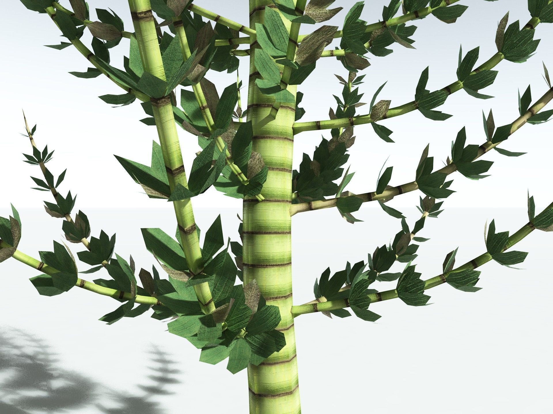 EVERYPlant Calamites Undulatus LowPoly Low-poly 3D model_13