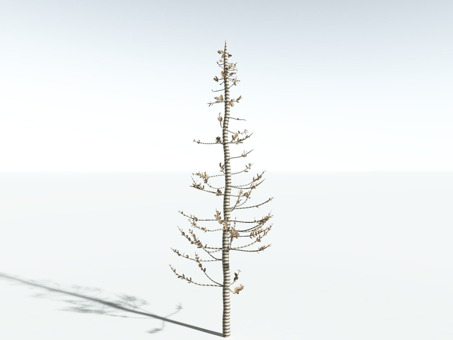 EVERYPlant Calamites Undulatus LowPoly Low-poly 3D model_18