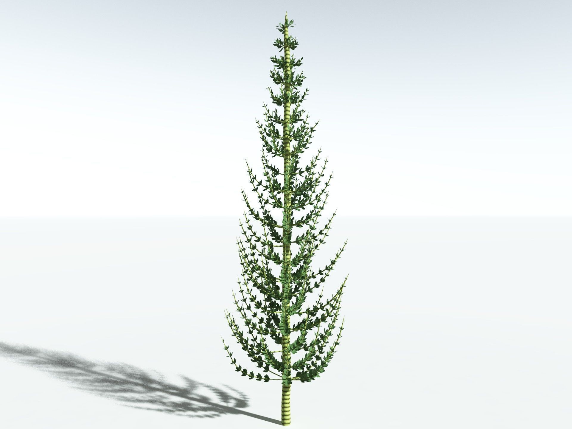 EVERYPlant Calamites Undulatus LowPoly Low-poly 3D model_20