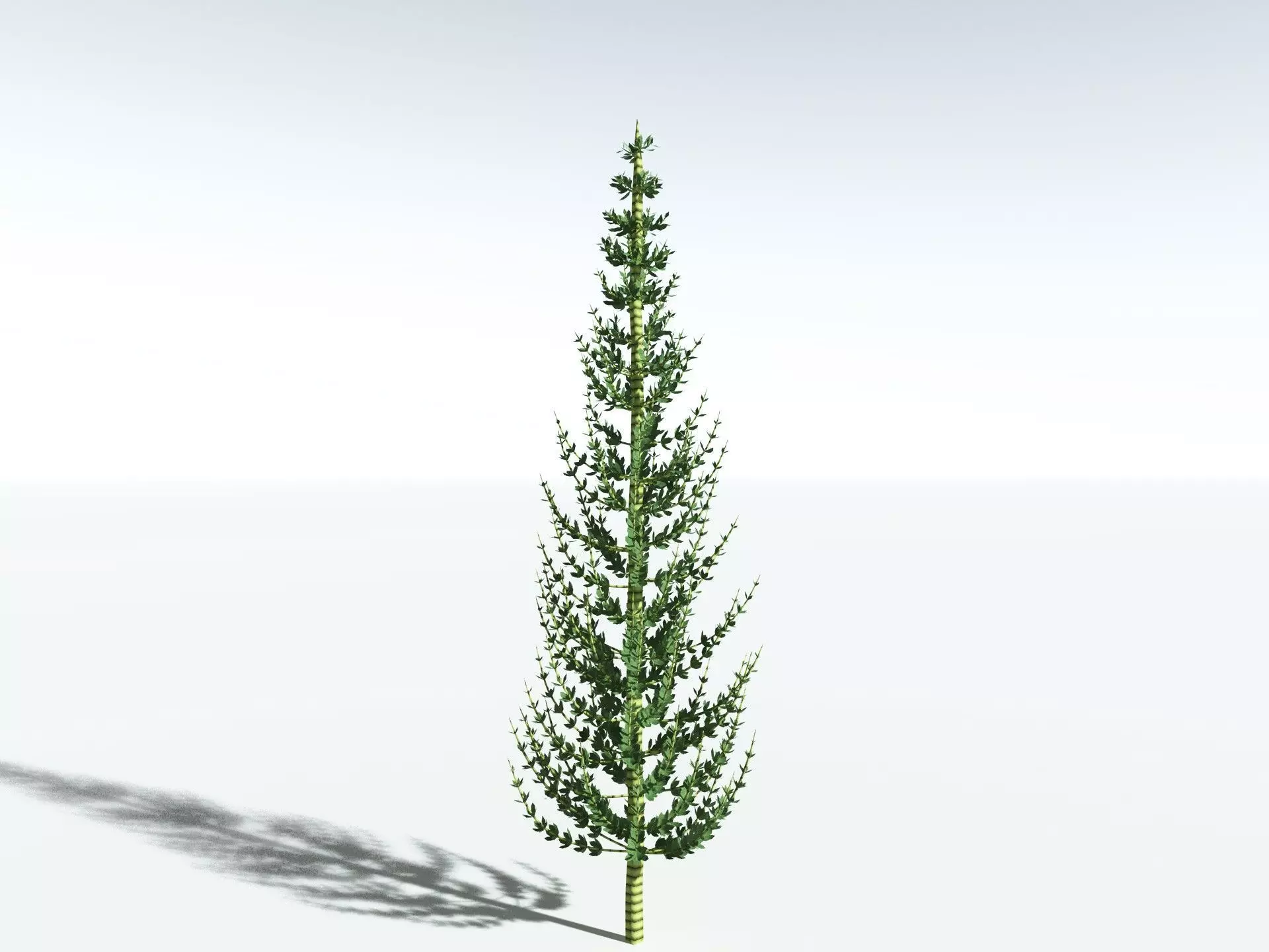 EVERYPlant Calamites Undulatus LowPoly Low-poly 3D model_0