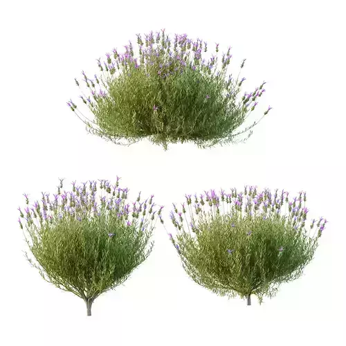 plant bush Flower Lavandula Stoechas 01