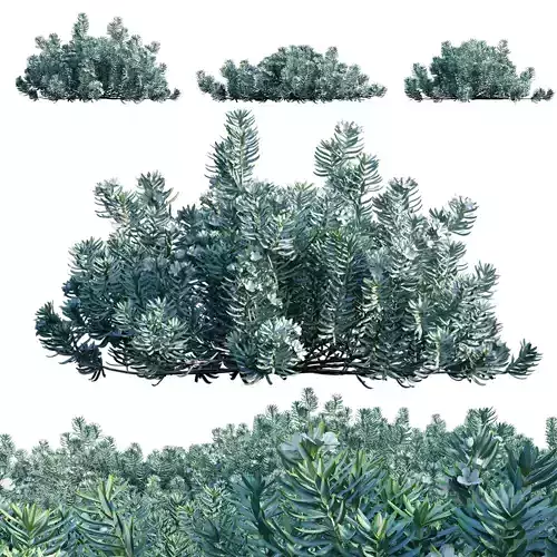 Westringia fruticosa - Coast Rosemary 01 3D model