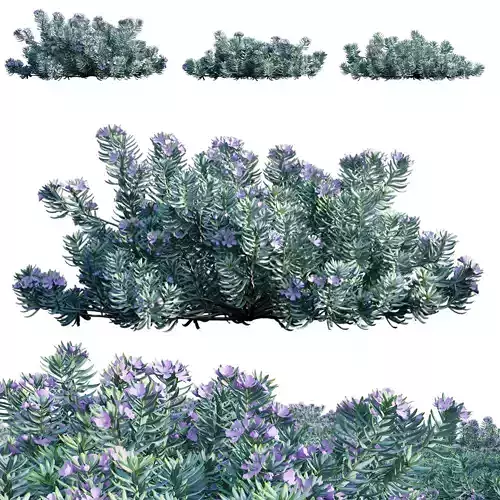 Westringia fruticosa - Coast Rosemary 02 3D model