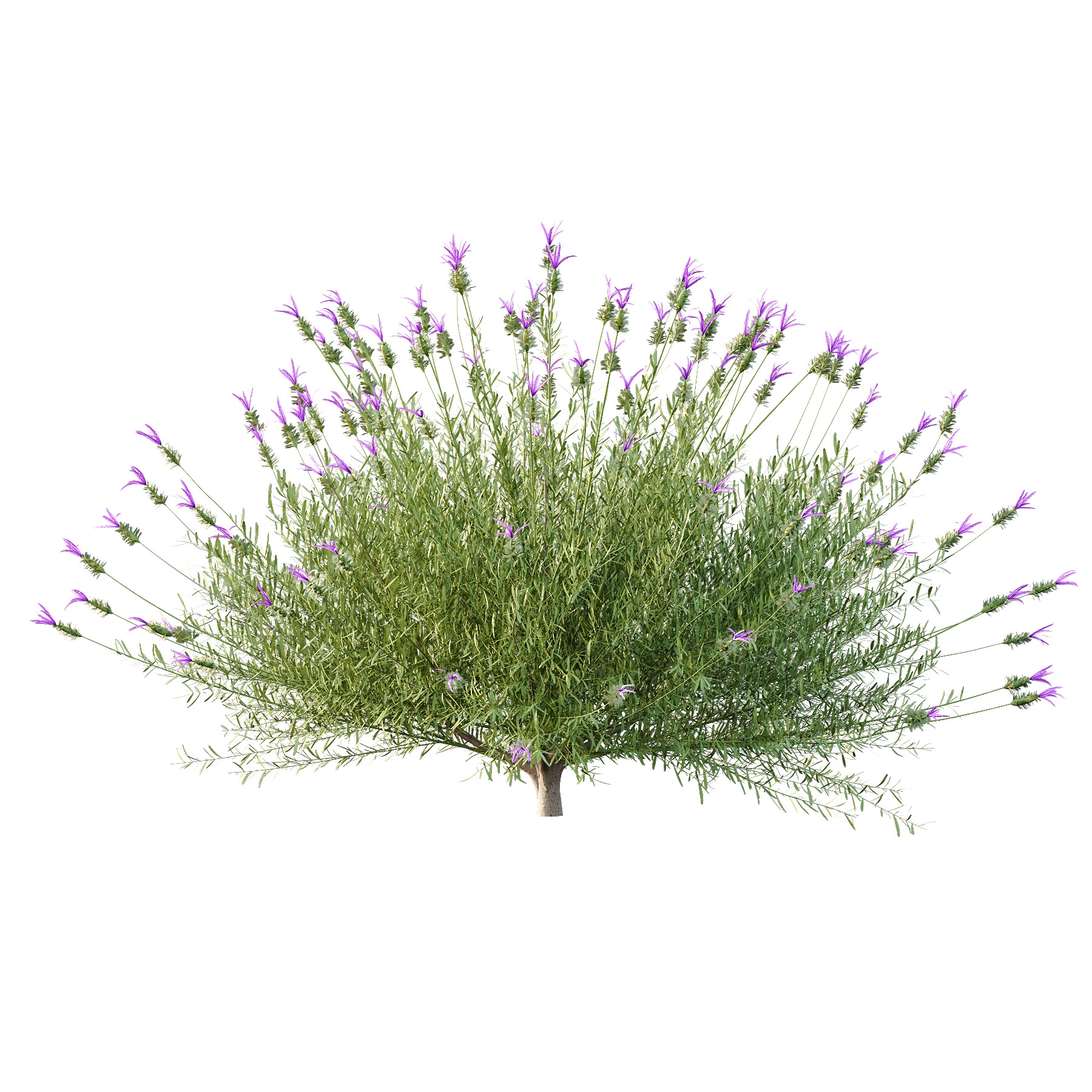 plant bush Flower Lavandula Stoechas 02 3D model_3