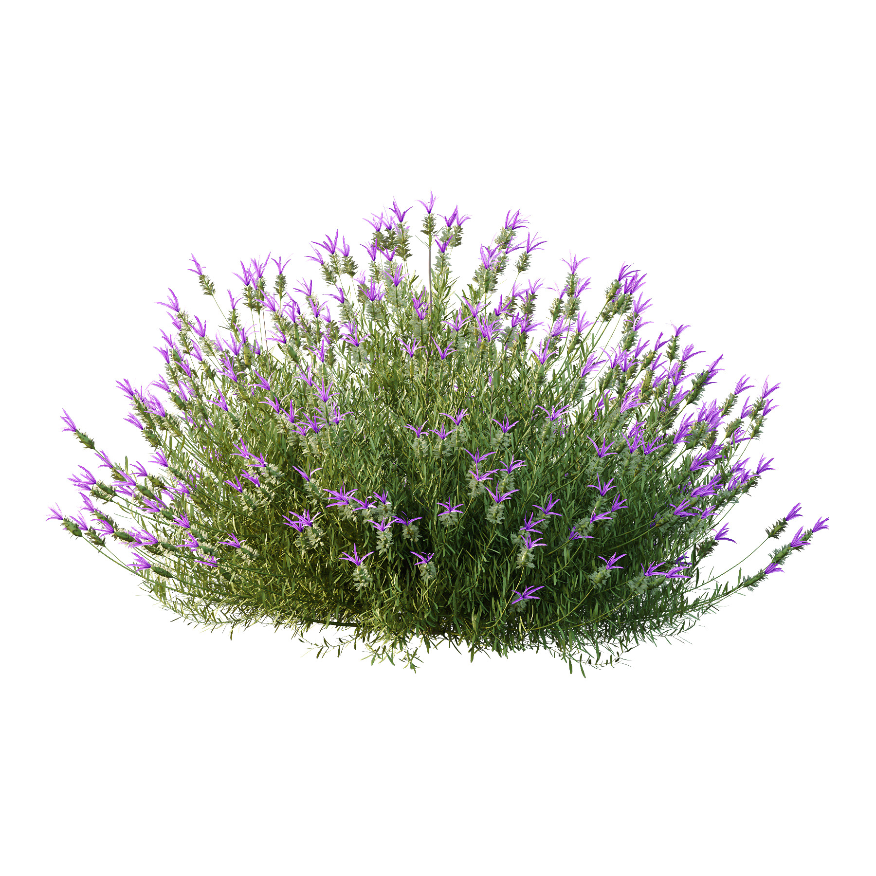 plant bush Flower Lavandula Stoechas 02 3D model_1