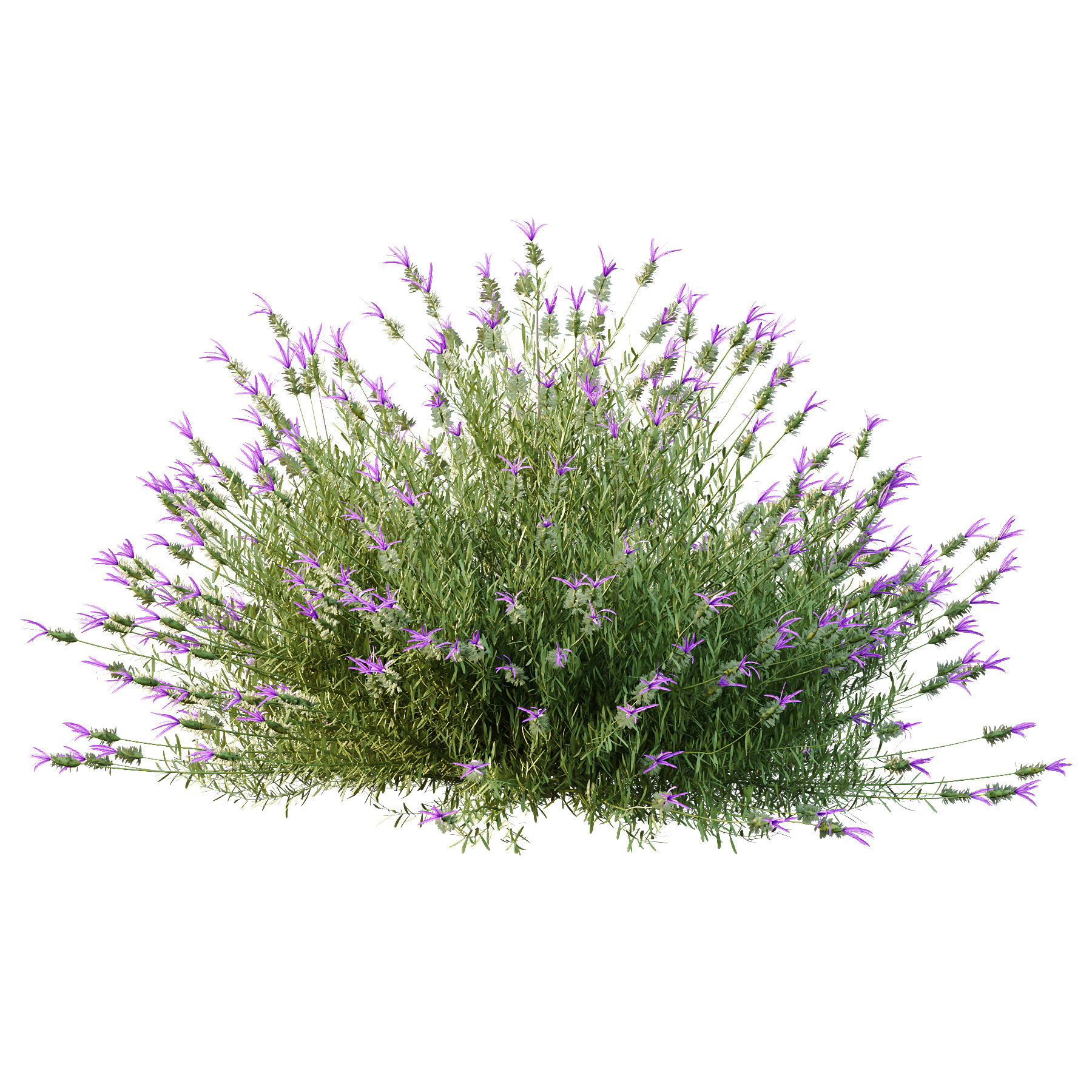 plant bush Flower Lavandula Stoechas 02 3D model_2