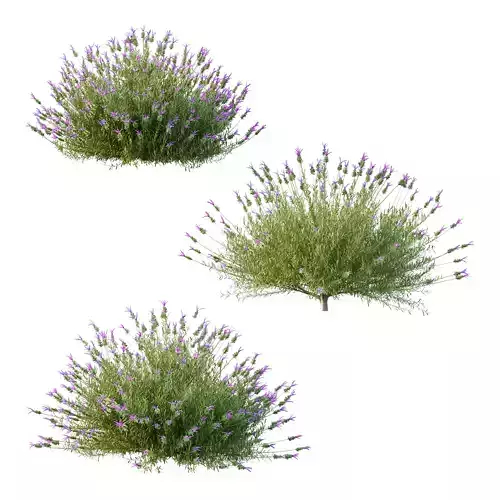 plant bush Flower Lavandula Stoechas 02 3D model