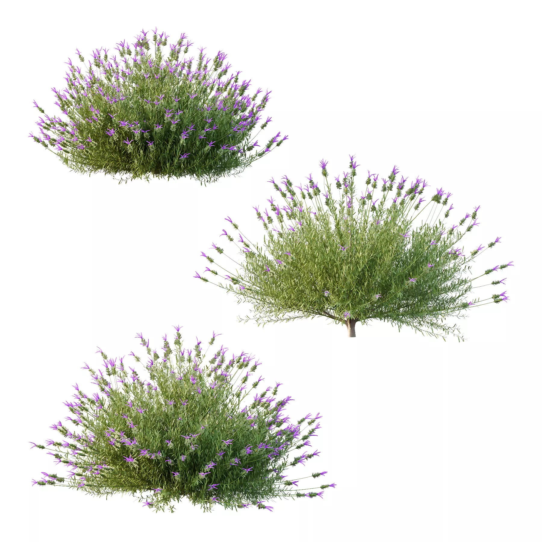 plant bush Flower Lavandula Stoechas 02 3D model_0