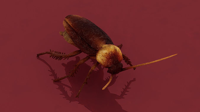 Cockroach Low-poly 3D model