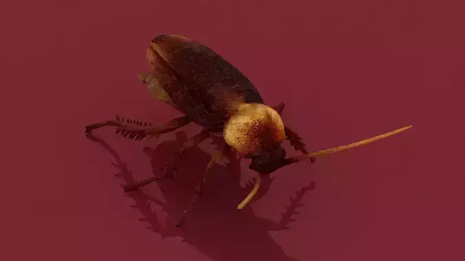 Cockroach