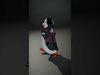 Stylish Rigged and Animated Penguin Character Model in Plaid ... Low-poly 3D model_2