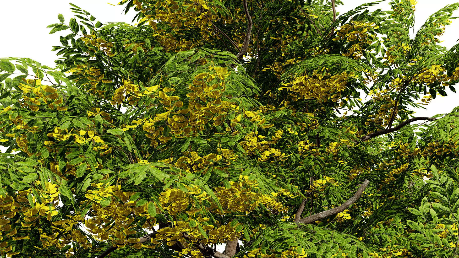 UK Hedgerow Hornbeam 3D Model Collection Low-poly 3D model_6