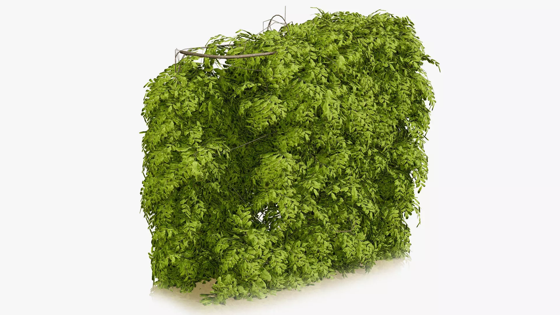 UK Hedgerow Hornbeam 3D Model Collection Low-poly 3D model_5