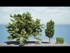 UK Hedgerow Hornbeam 3D Model Collection Low-poly 3D model_1