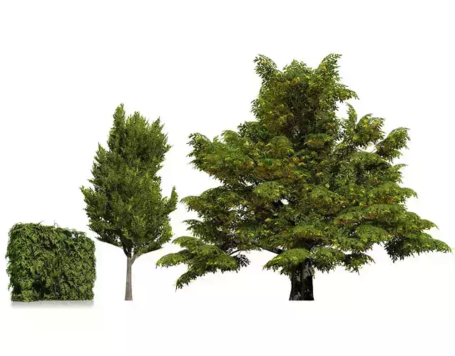 UK Hedgerow Hornbeam 3D Model Collection Low-poly 3D model
