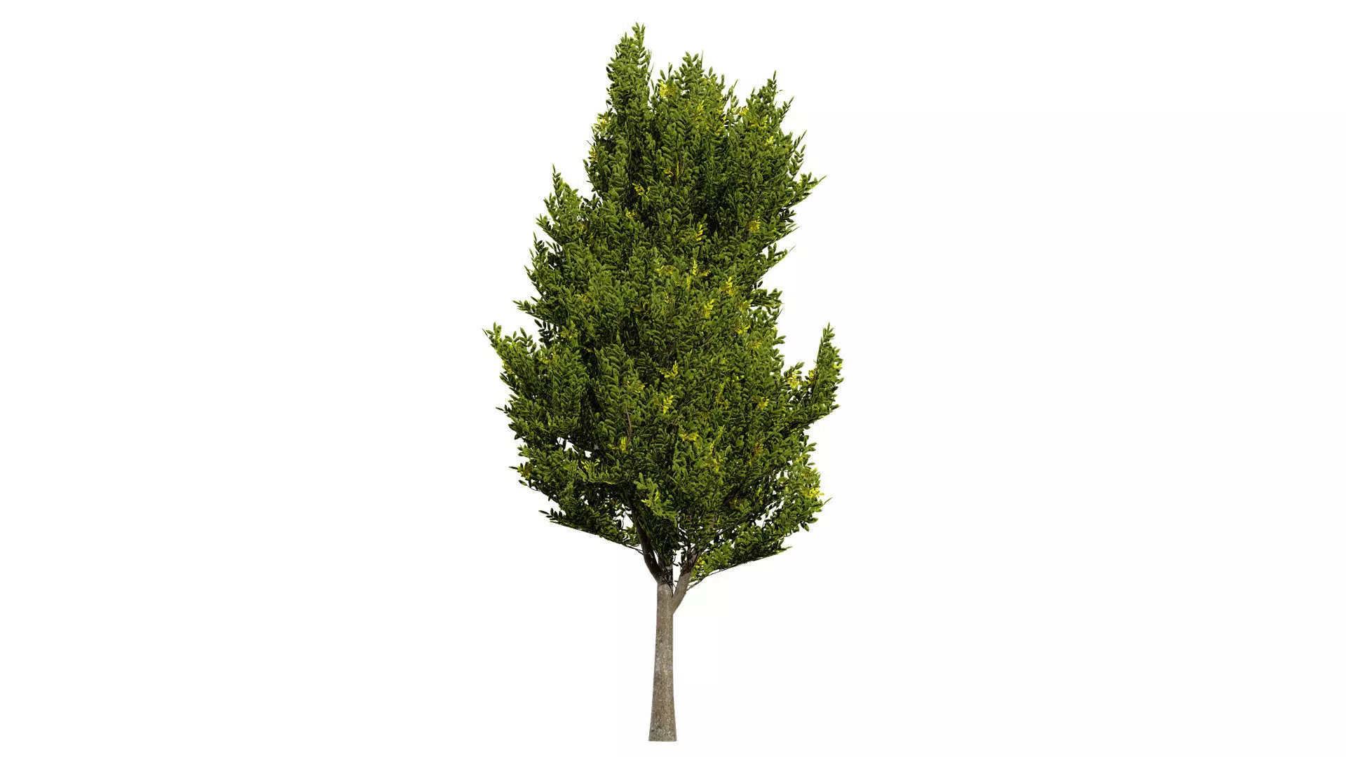 UK Hedgerow Hornbeam 3D Model Collection Low-poly 3D model_4