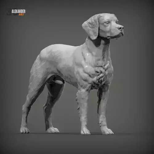 Brittany Spaniel or Breton Spaniel