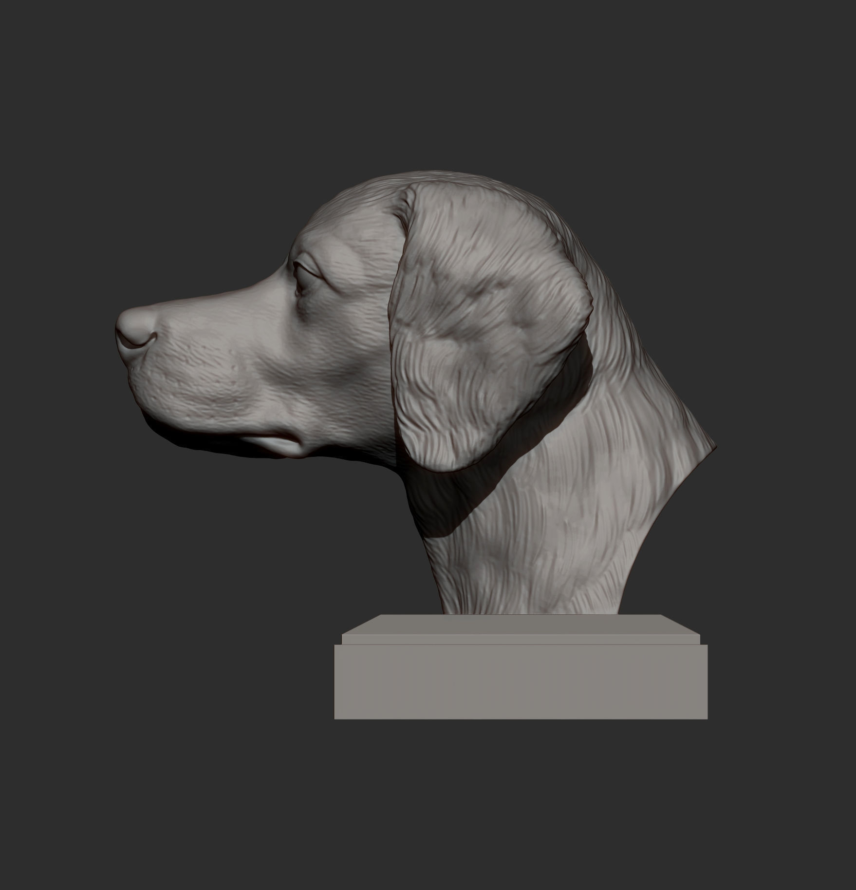 Brittany Spaniel or Breton Spaniel bust 3D print model_5