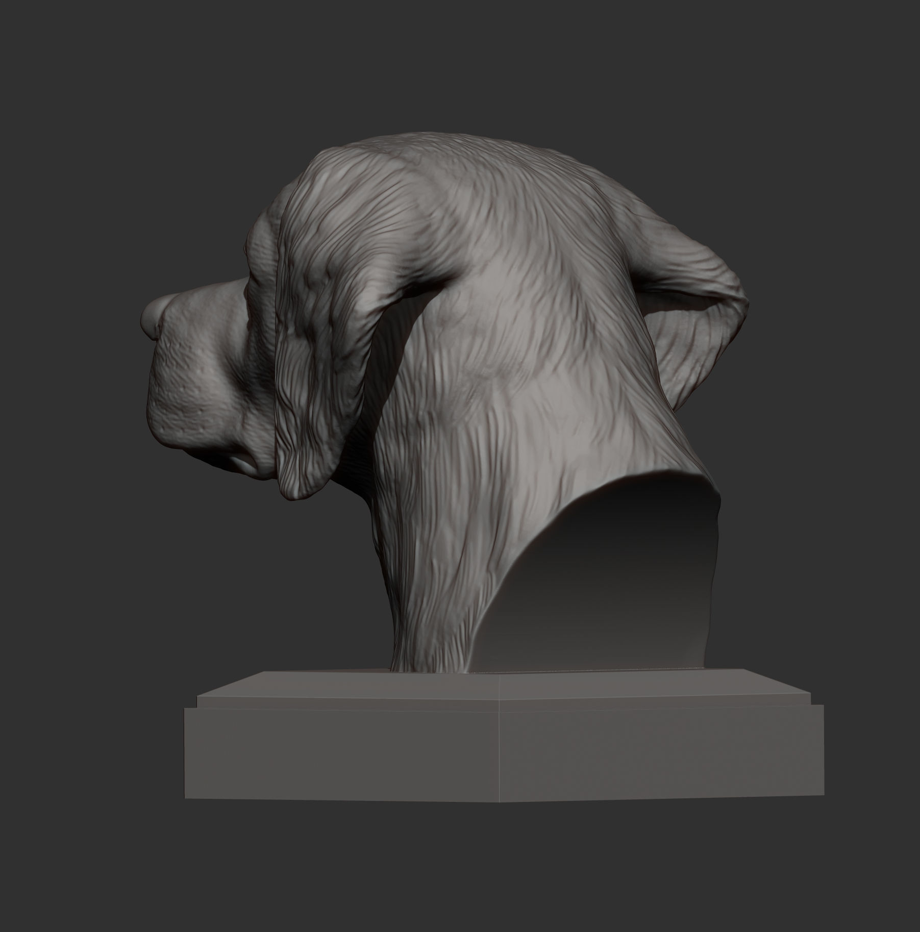 Brittany Spaniel or Breton Spaniel bust 3D print model_6